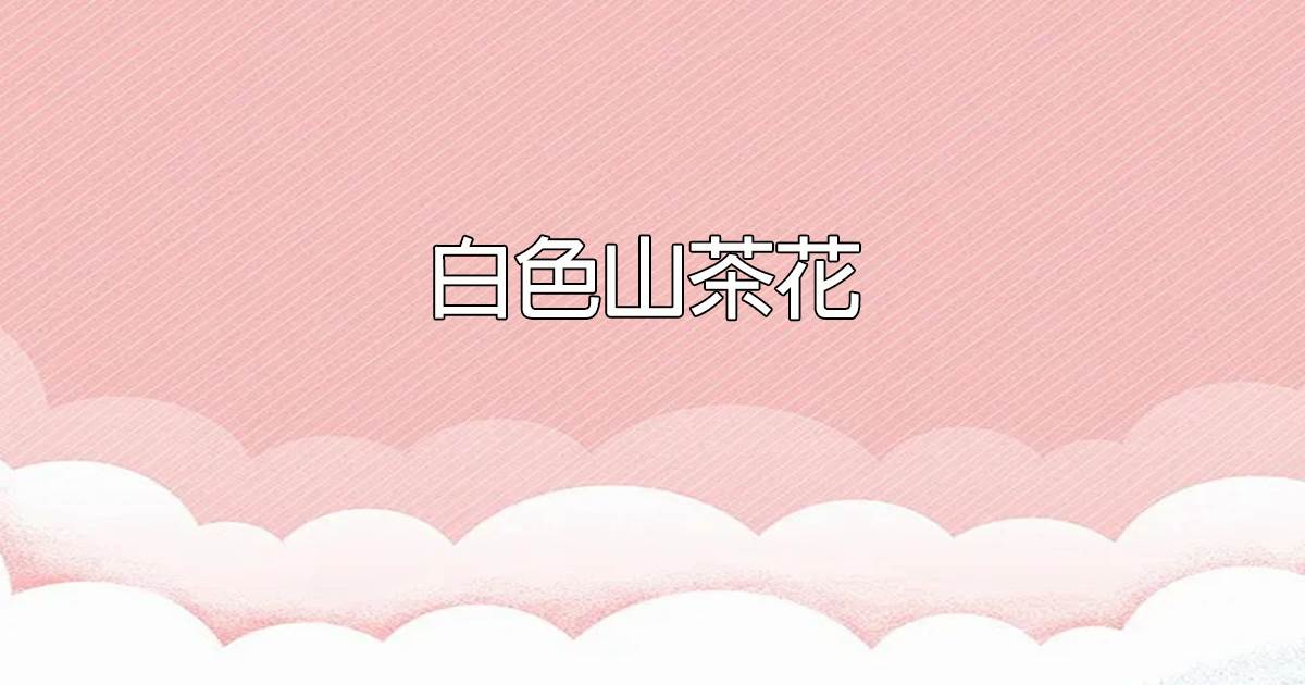 白色山茶花
