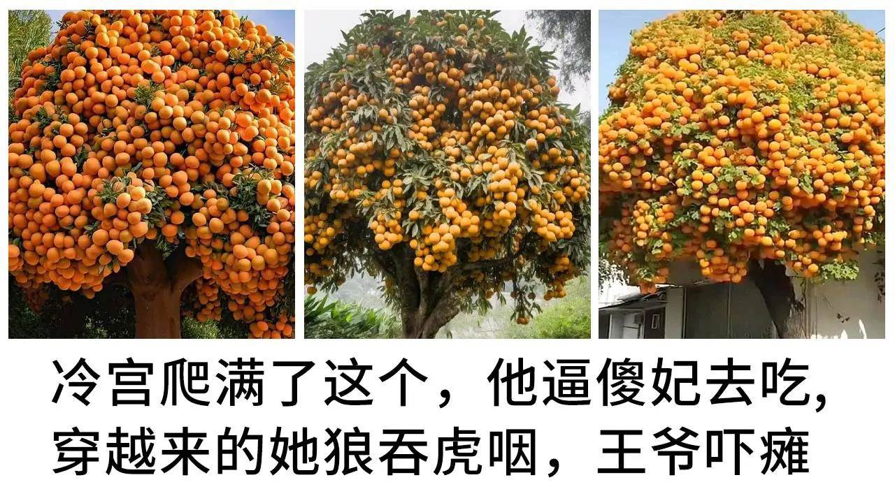 公主能有什麽壞心思